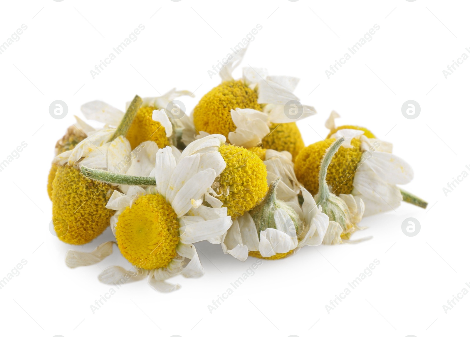 Photo of Beautiful natural chamomile flowers isolated on white