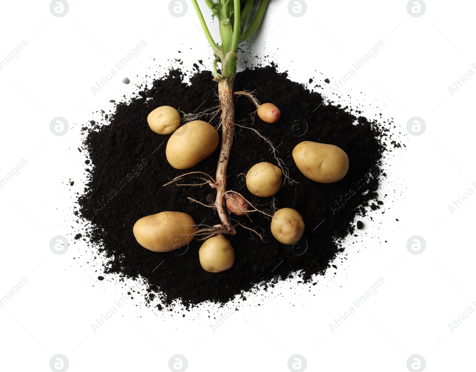 Photo of Potato plant with tubers and soil isolated on white, top view