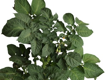 Photo of Potato plant with green leaves isolated on white