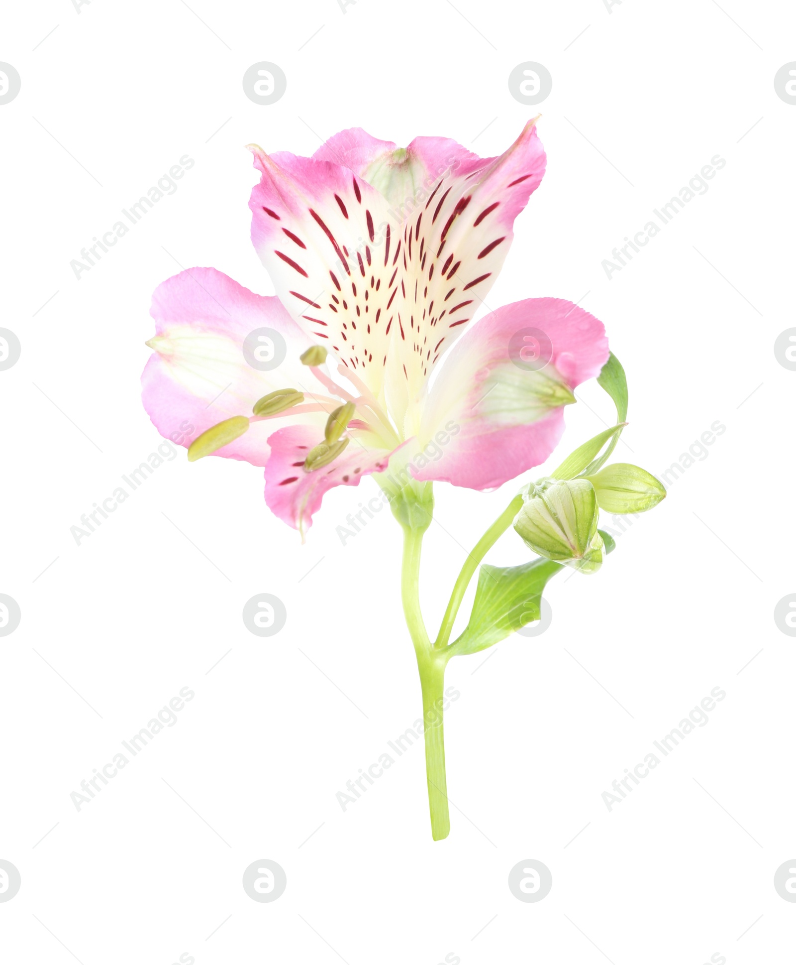 Photo of Beautiful pink alstroemeria flower isolated on white