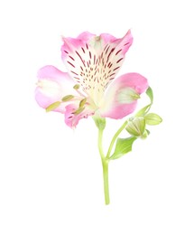 Photo of Beautiful pink alstroemeria flower isolated on white