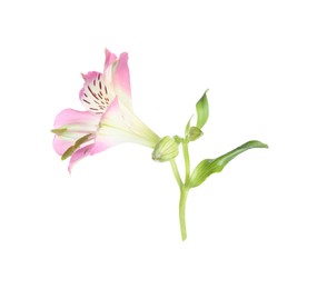 Photo of Beautiful pink alstroemeria flower isolated on white