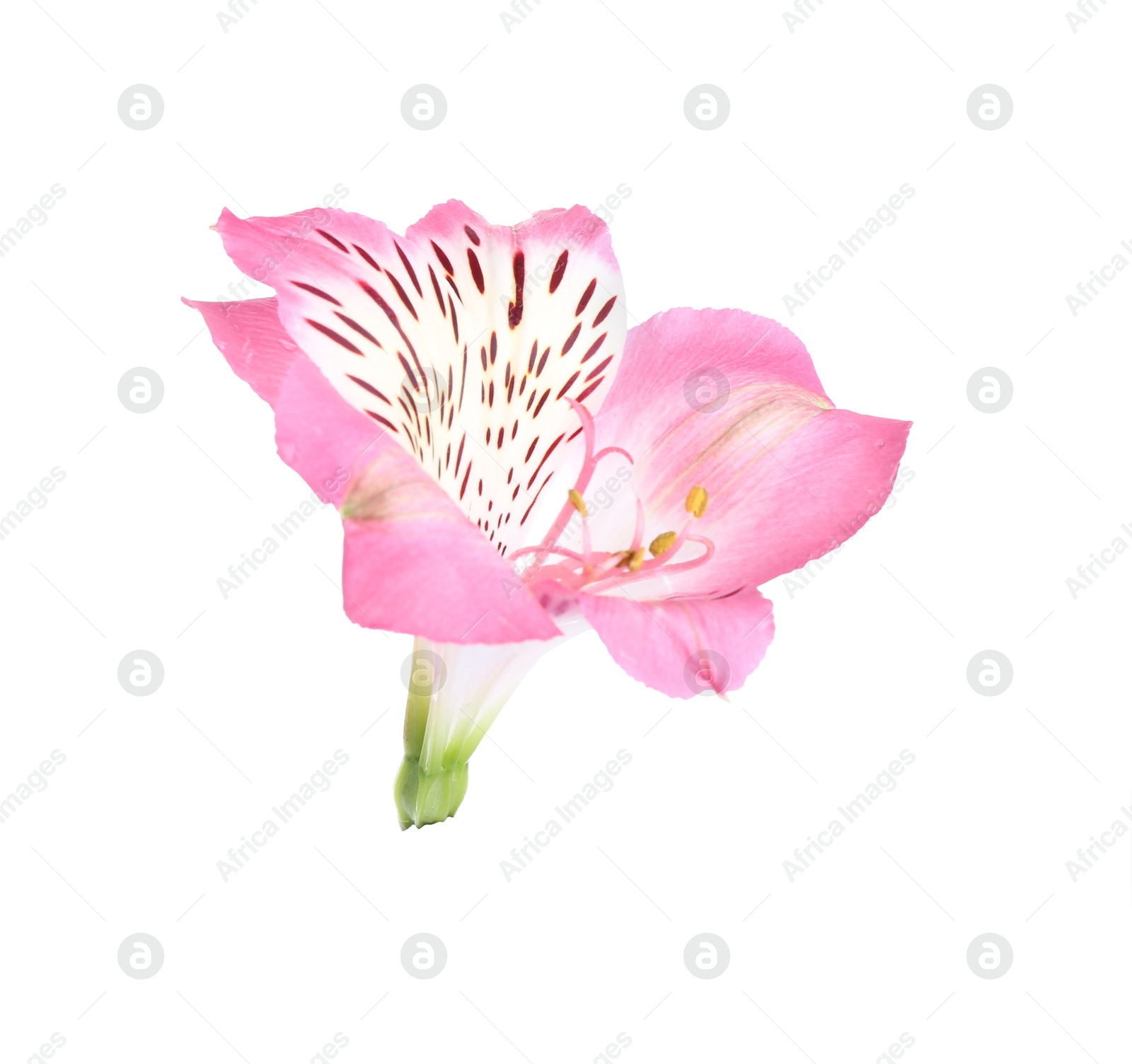 Photo of Beautiful pink alstroemeria flower isolated on white