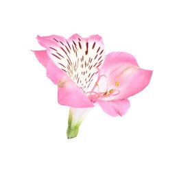 Photo of Beautiful pink alstroemeria flower isolated on white