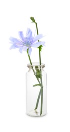 Photo of Beautiful chicory flower in glass bottle isolated on white