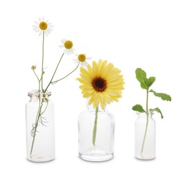 Photo of Different flowers in glass bottles isolated on white