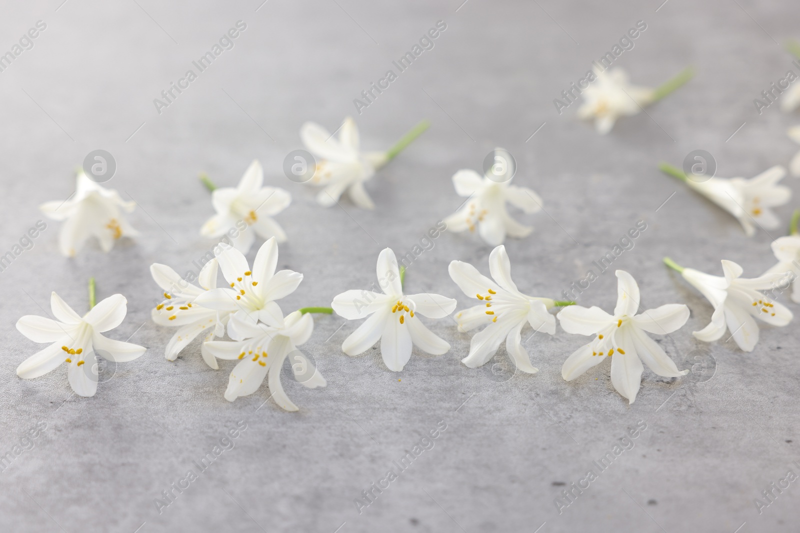 Photo of Many beautiful jasmine flowers on grey surface