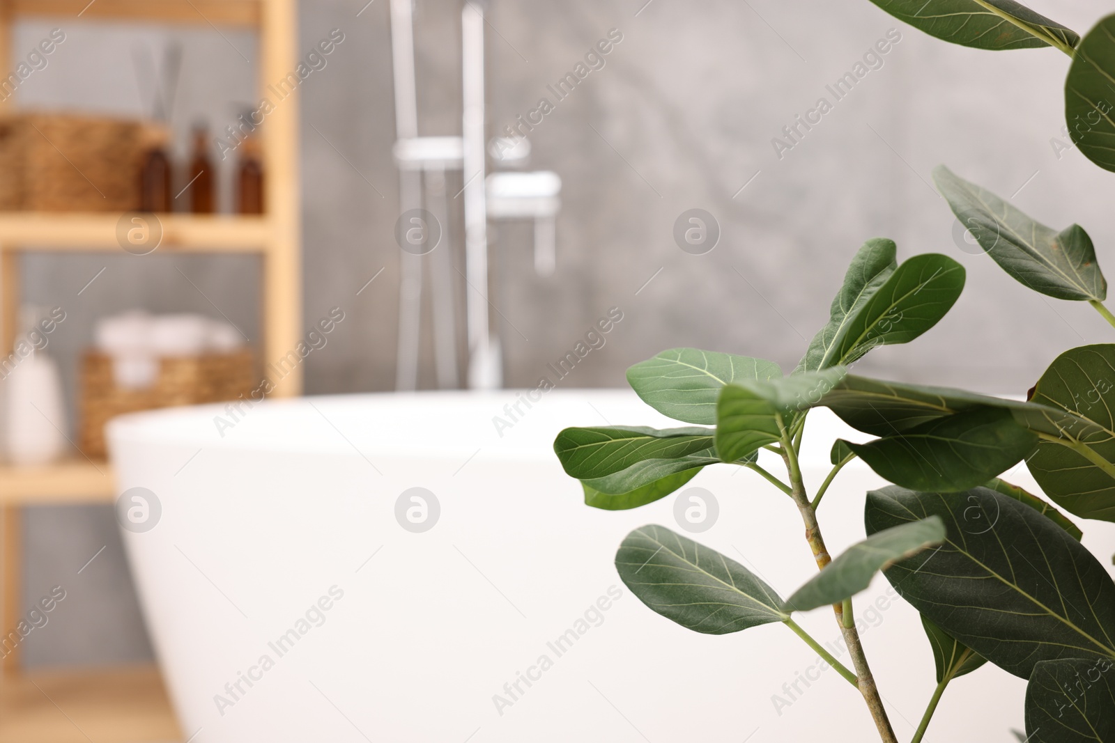 Photo of Beautiful green houseplant in bathroom, space for text