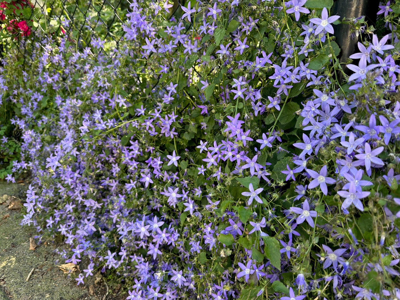 Photo of Beautiful purple flowers climbing on metal fence outdoors