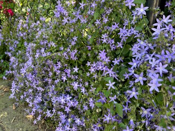 Beautiful purple flowers climbing on metal fence outdoors