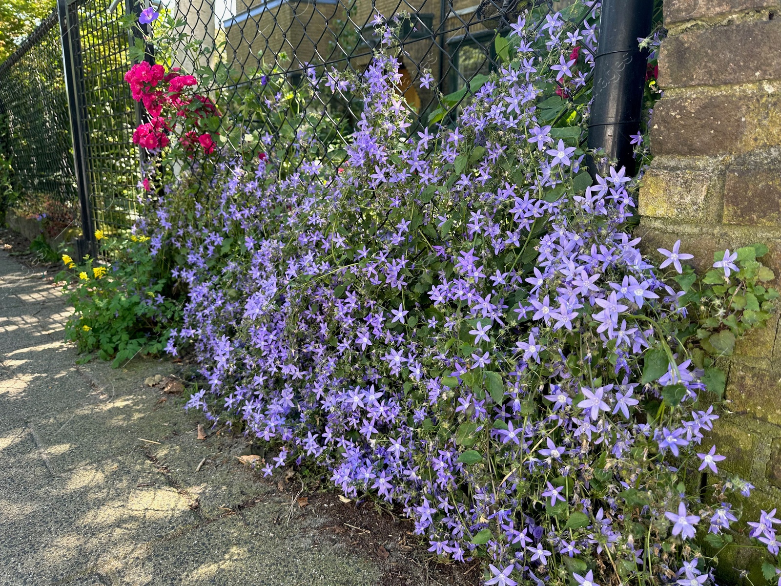 Photo of Beautiful purple flowers climbing on metal fence outdoors