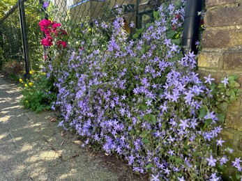 Beautiful purple flowers climbing on metal fence outdoors