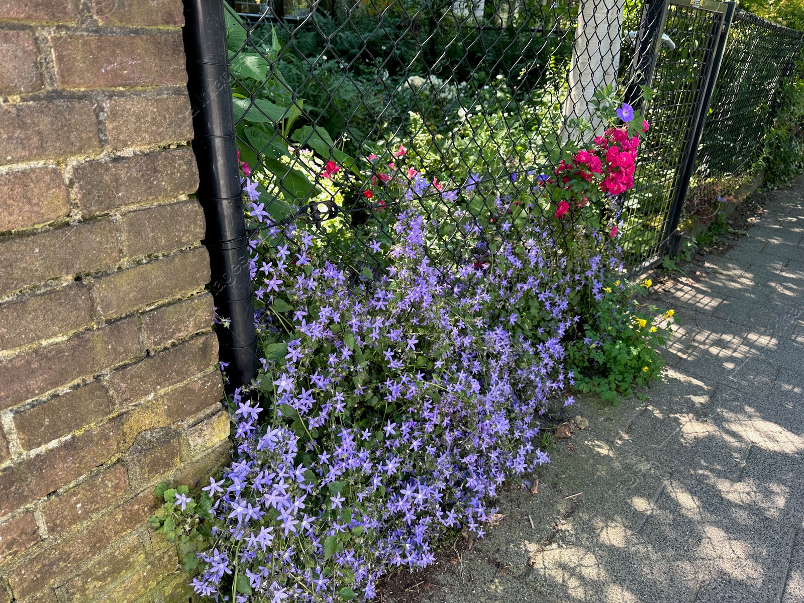 Photo of Beautiful purple flowers climbing on metal fence outdoors