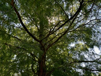 Beautiful tree with green leaves growing outdoors, low angle view