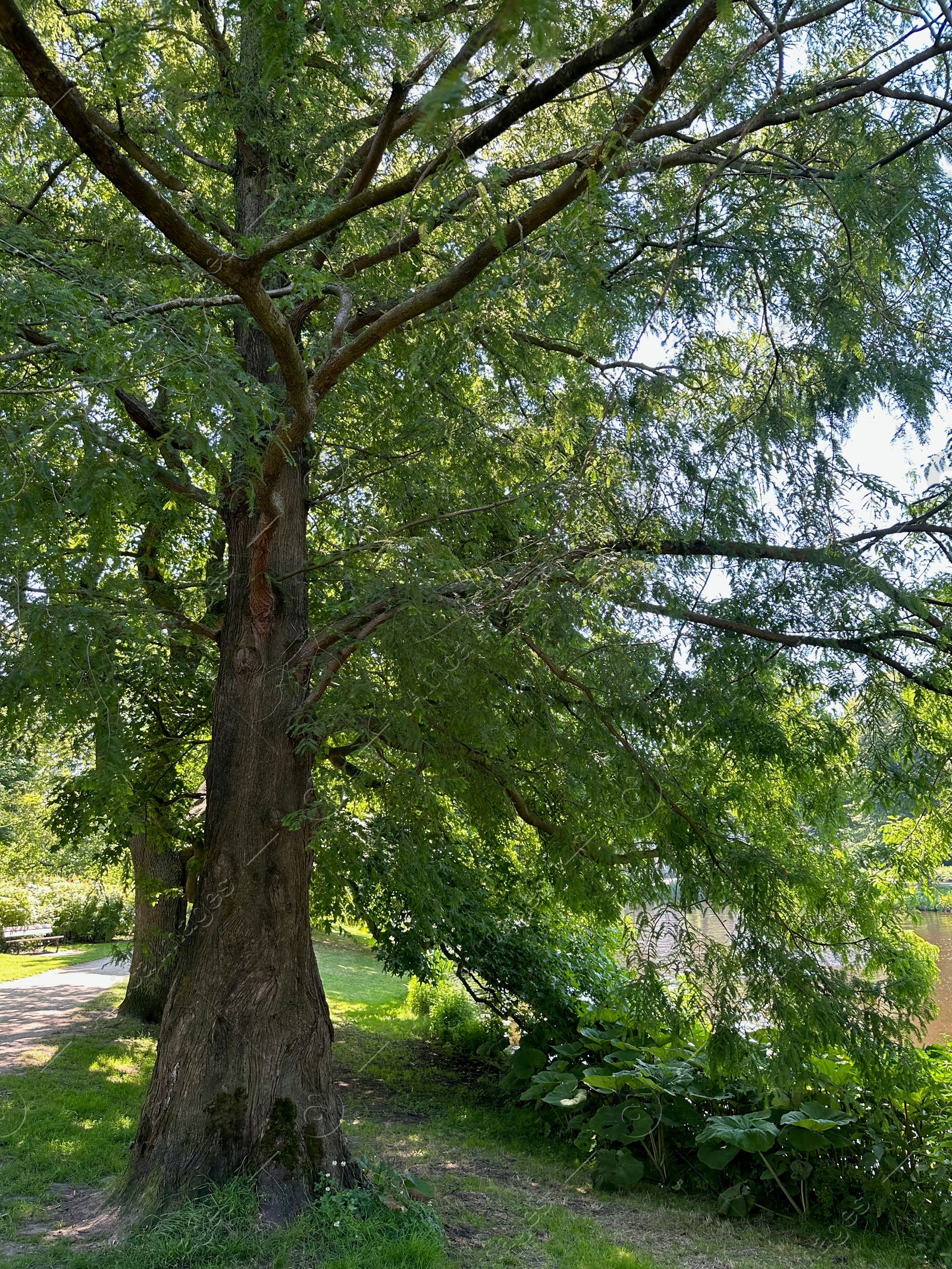 Photo of Beautiful trees with green leaves growing in park