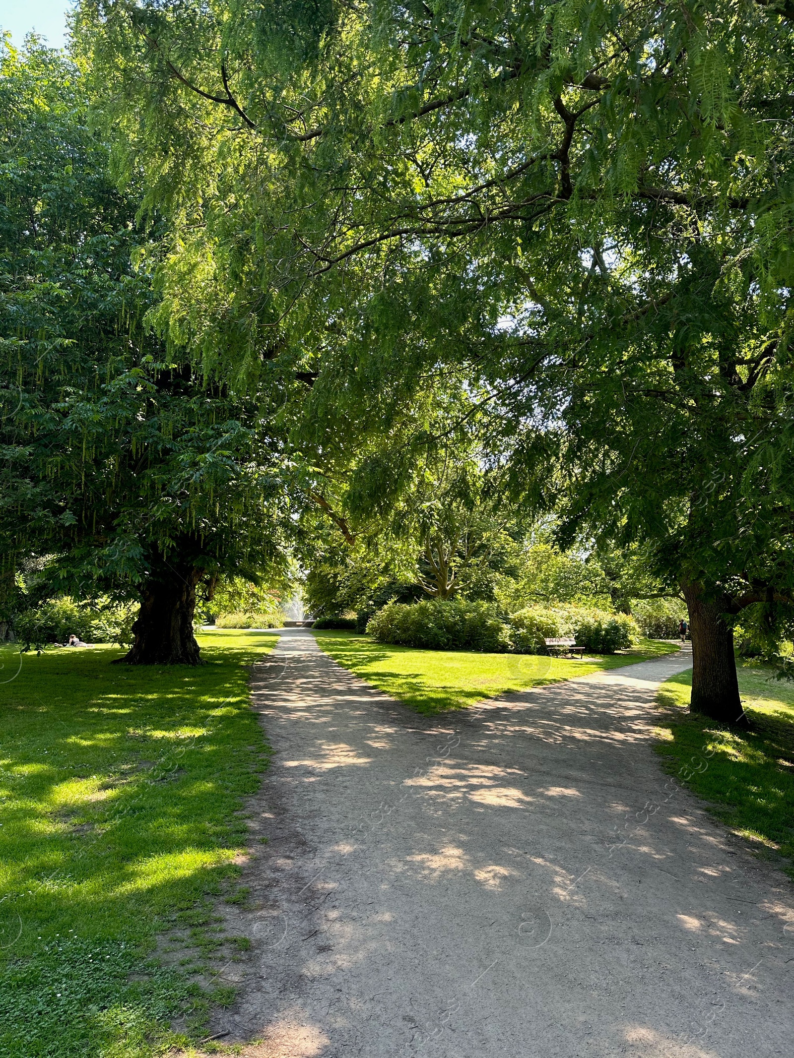 Photo of Beautiful view of pathway and green trees in park on sunny day