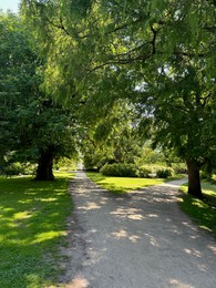 Beautiful view of pathway and green trees in park on sunny day