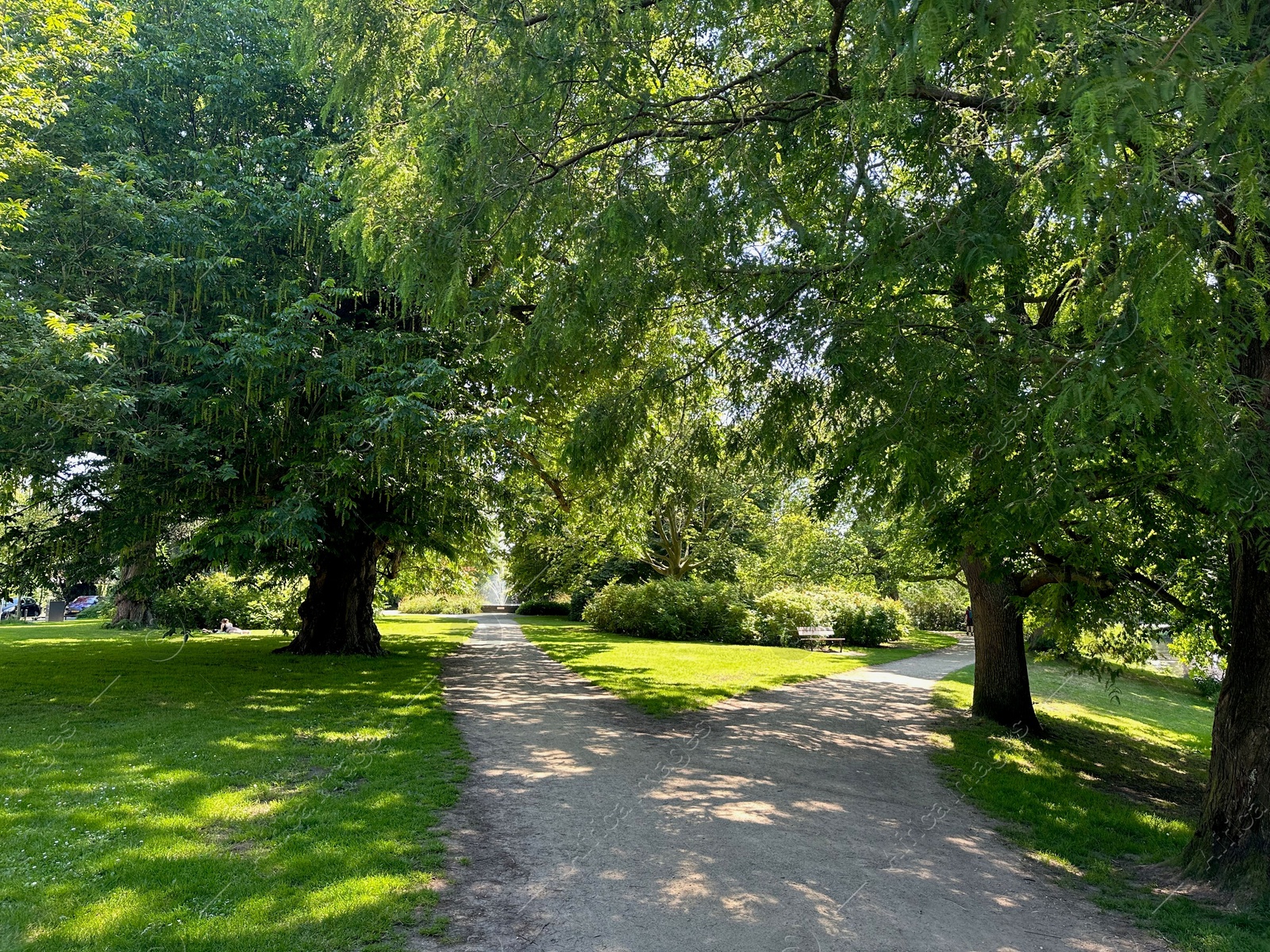 Photo of Beautiful view of pathway and green trees in park on sunny day