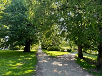 Beautiful view of pathway and green trees in park on sunny day