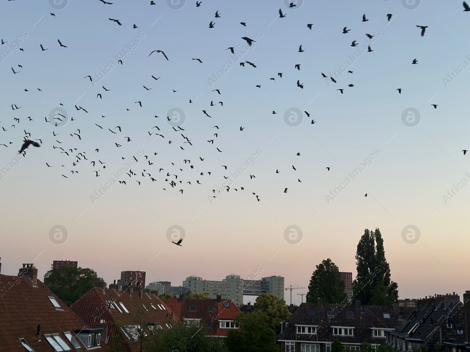 Photo of Birds flying in beautiful sky over city