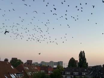 Birds flying in beautiful sky over city