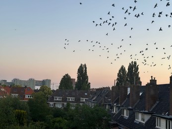 Birds flying in beautiful sky over city