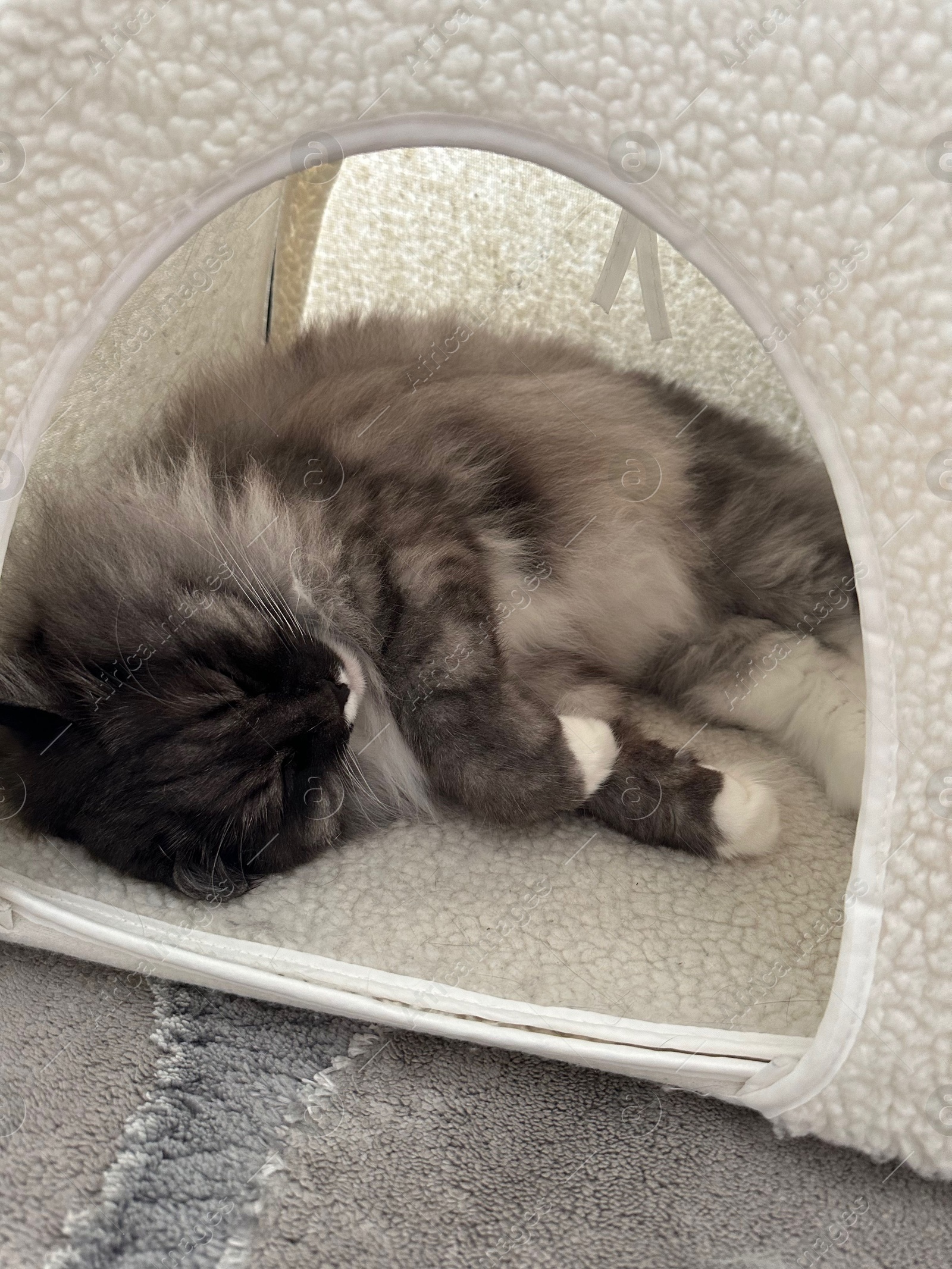 Photo of Cute furry cat sleeping in cozy animal house