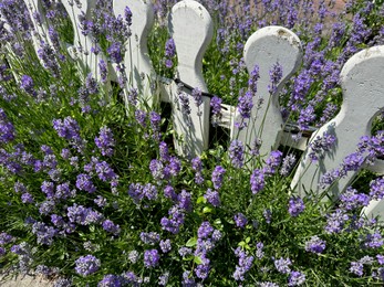 Beautiful lavender flowers growing near fence outdoors