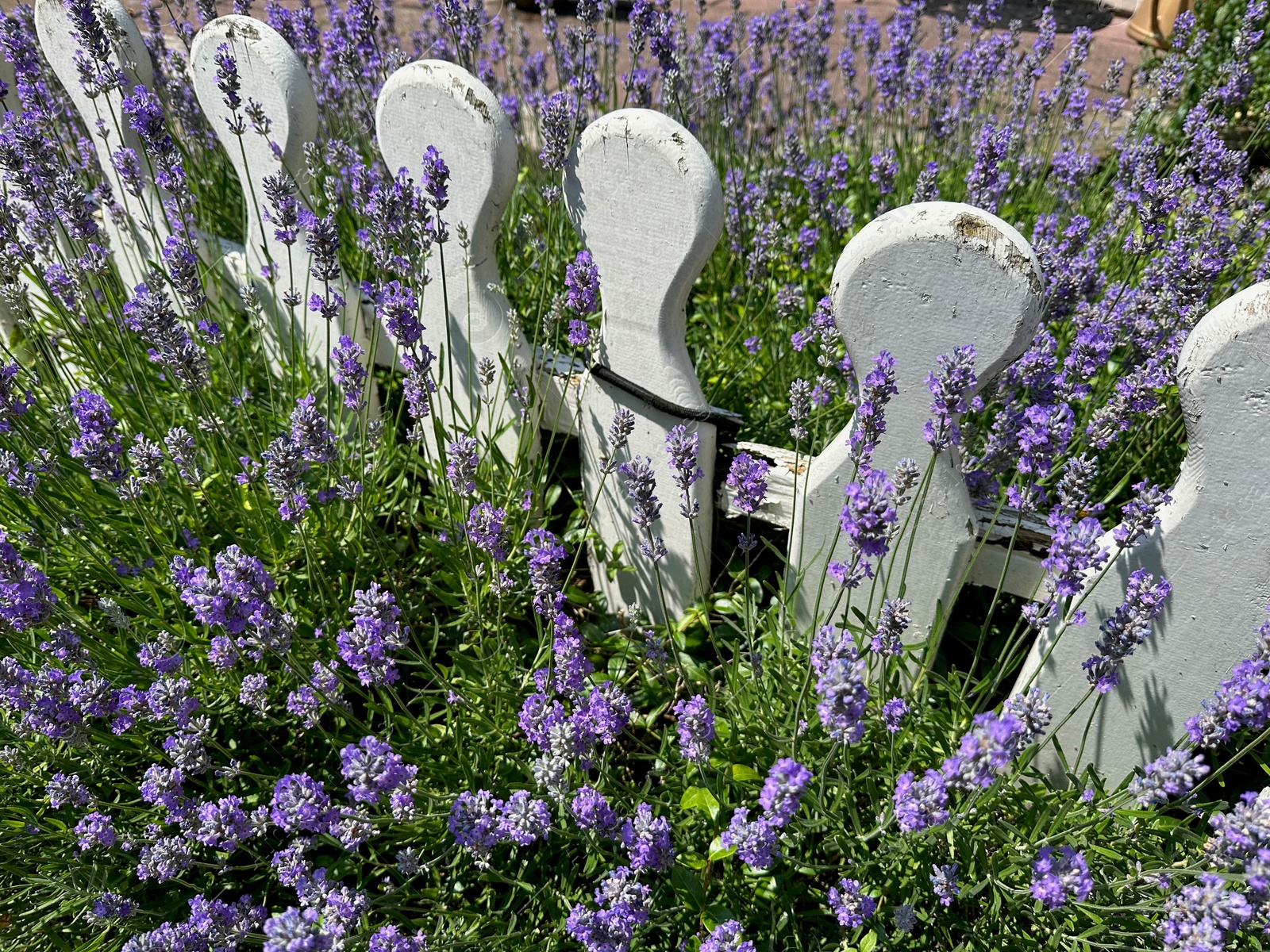 Photo of Beautiful lavender flowers growing near fence outdoors