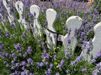 Beautiful lavender flowers growing near fence outdoors