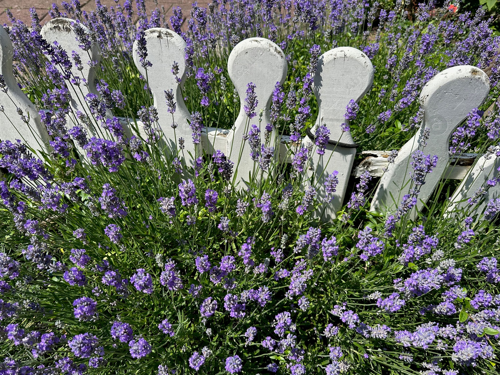 Photo of Beautiful lavender flowers growing near fence outdoors