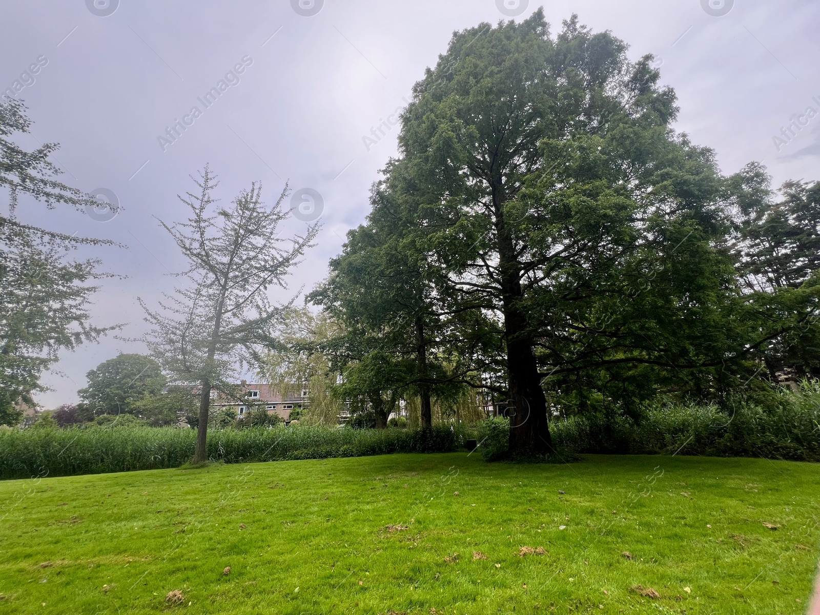 Photo of Picturesque view of trees and green grass