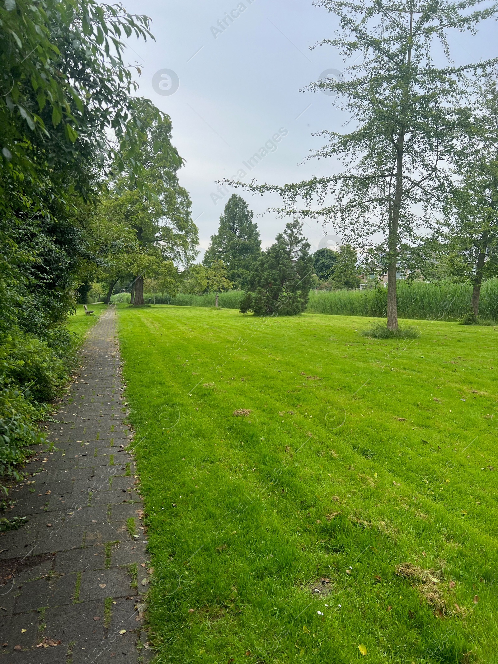 Photo of Picturesque view of trees and green grass