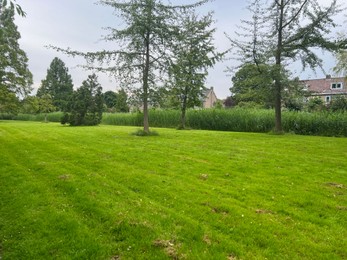 Picturesque view of trees and green grass