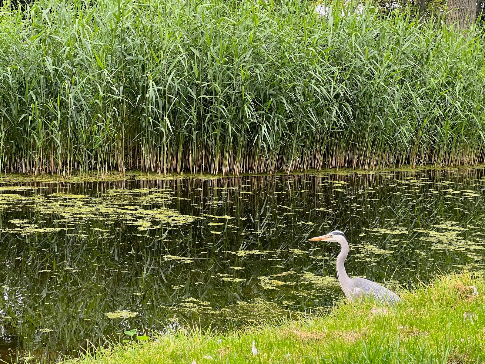 Photo of Picturesque view of heron on green grass near canal