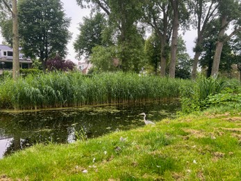 Photo of Picturesque view of heron on green grass near canal