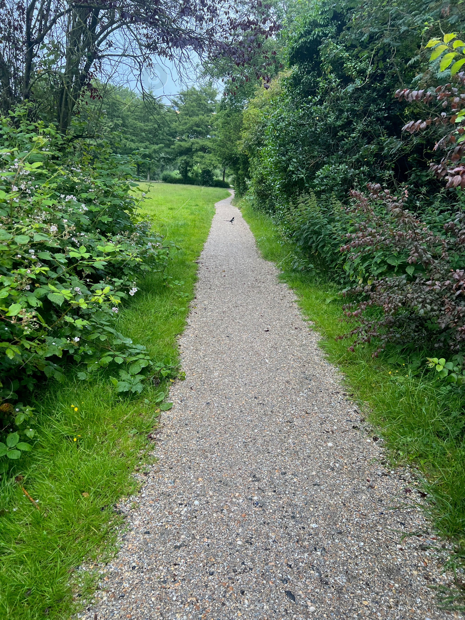 Photo of Picturesque view of pathway among trees and green grass