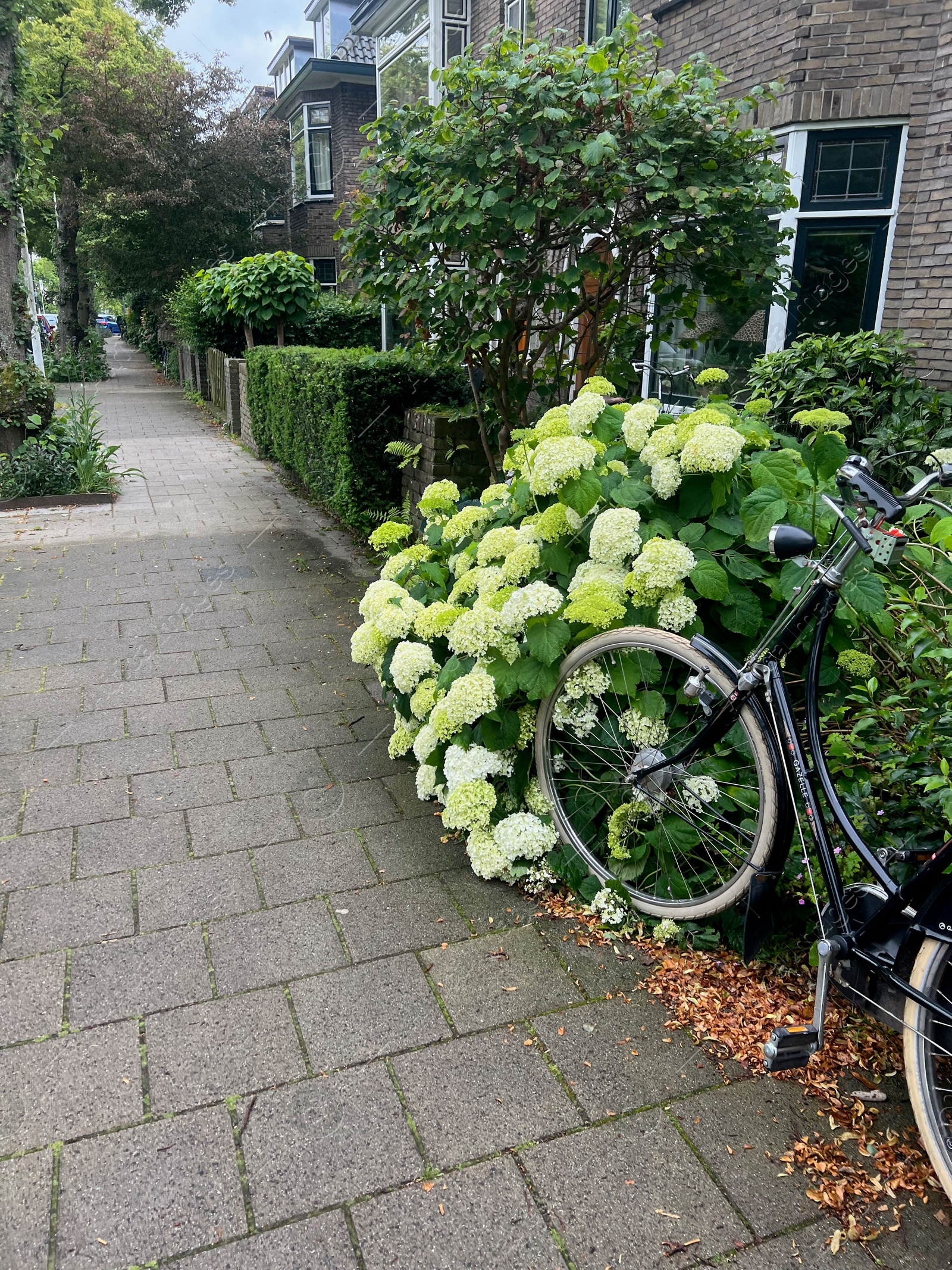 Photo of Beautiful blooming hydrangea flowers and bicycle near building