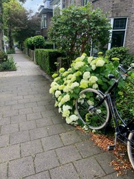 Photo of Beautiful blooming hydrangea flowers and bicycle near building