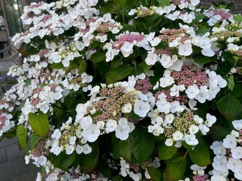 Bush with beautiful white flowers blooming on city street