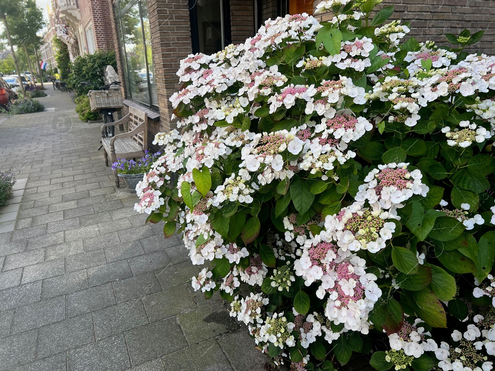 Photo of Bush with beautiful white flowers blooming on city street