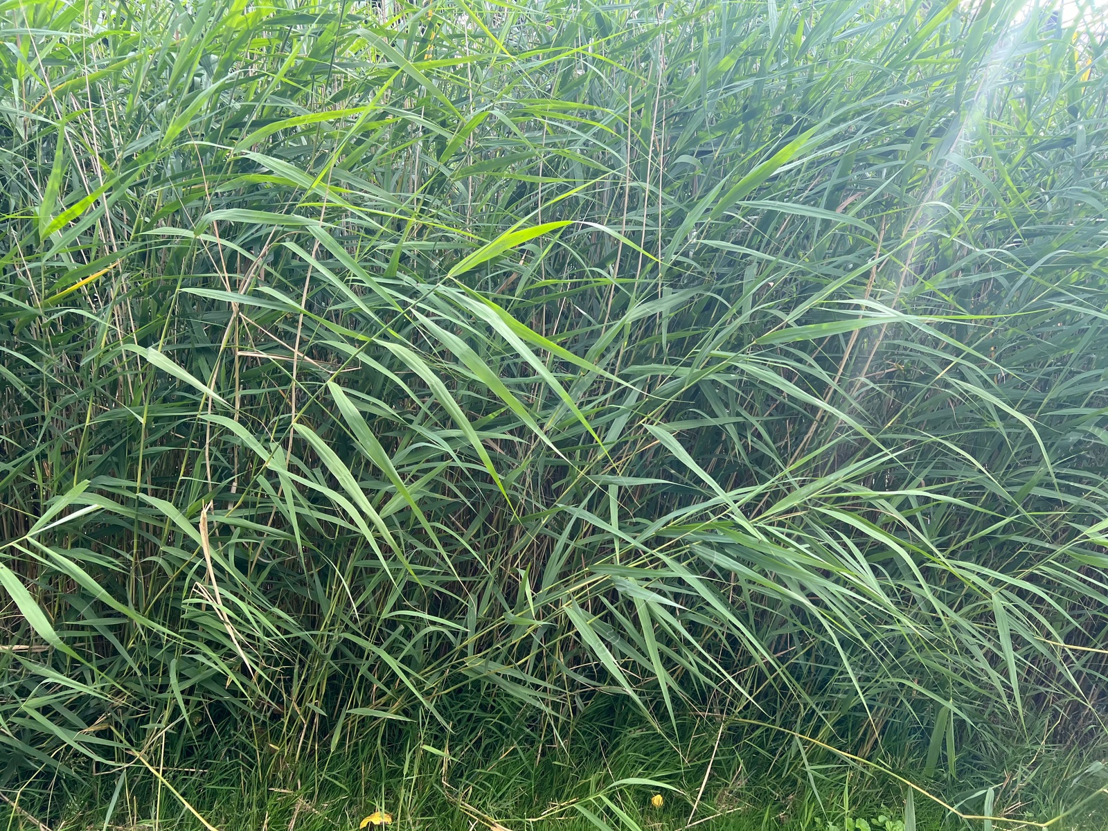 Photo of Picturesque view of park with plants in summer