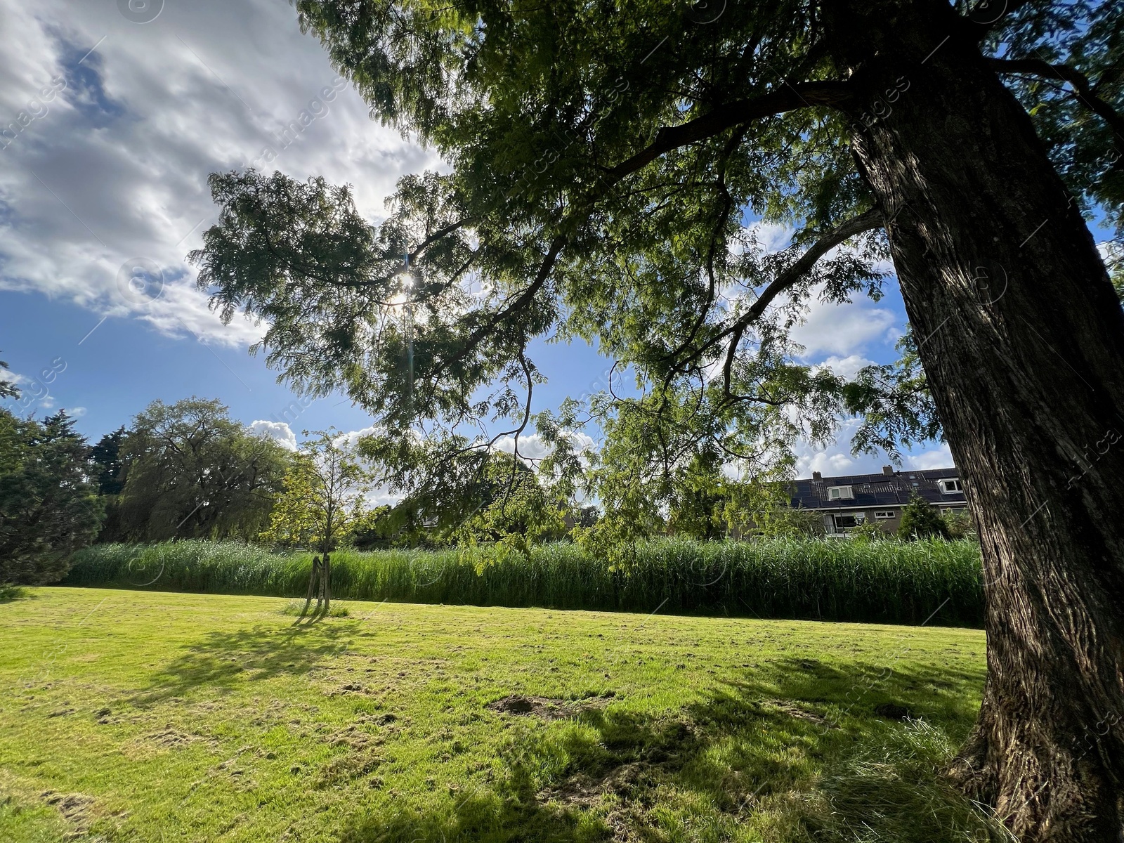 Photo of Picturesque view of park with trees in summer