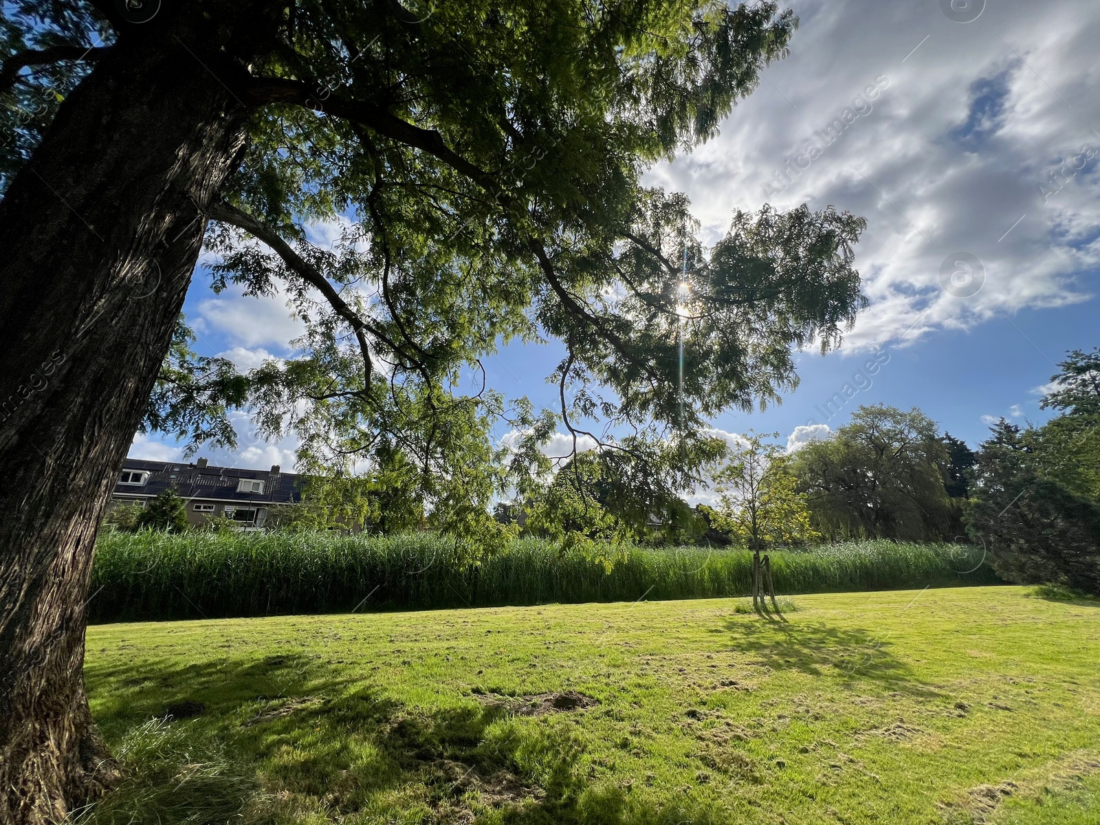 Photo of Picturesque view of park with trees in summer