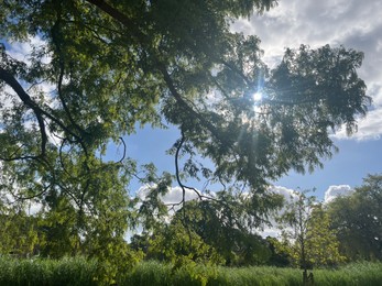 Picturesque view of park with trees in summer