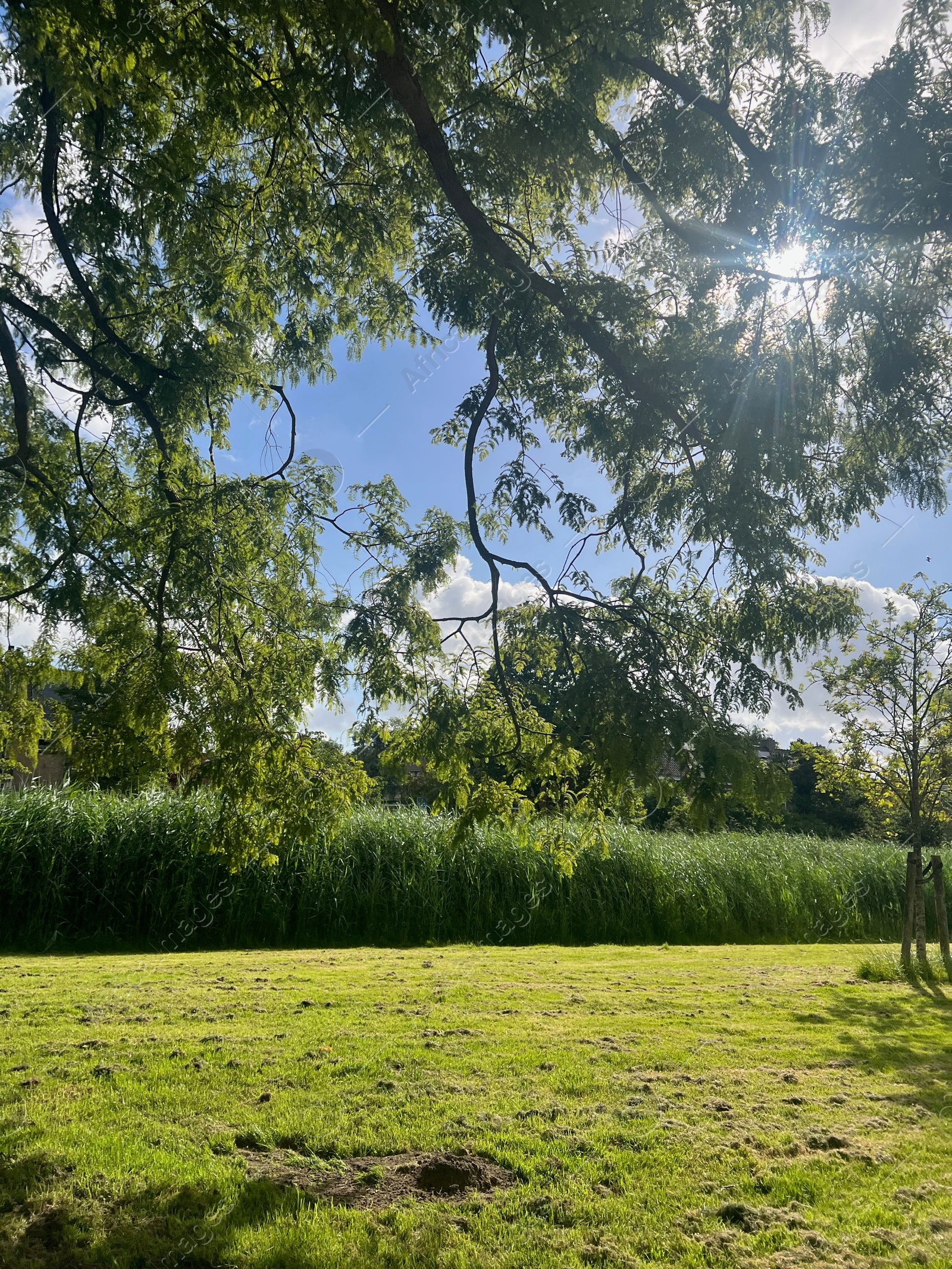 Photo of Picturesque view of park with trees in summer