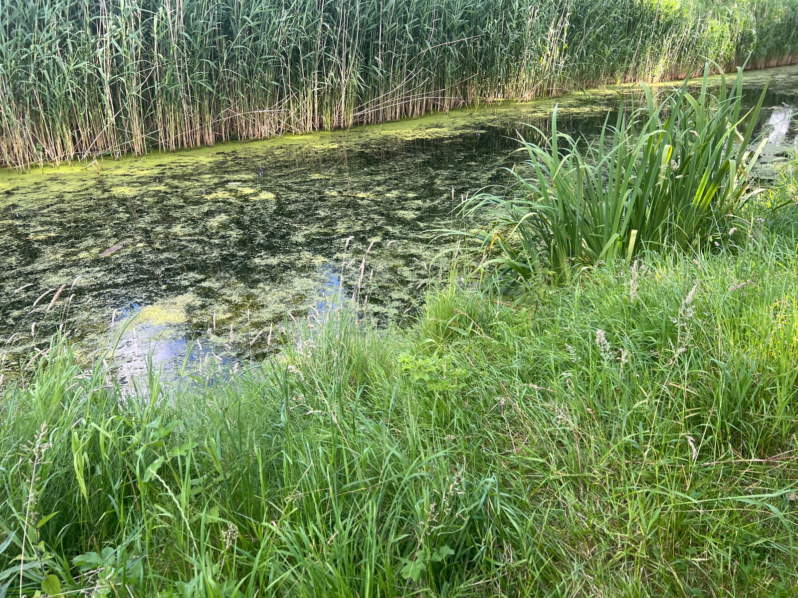 Photo of Picturesque view of river and grass on summer day