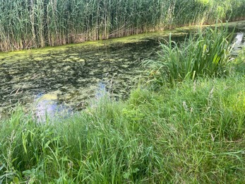 Picturesque view of river and grass on summer day