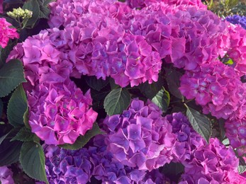 Photo of Bush with beautiful hydrangea flowers blooming outdoors, closeup