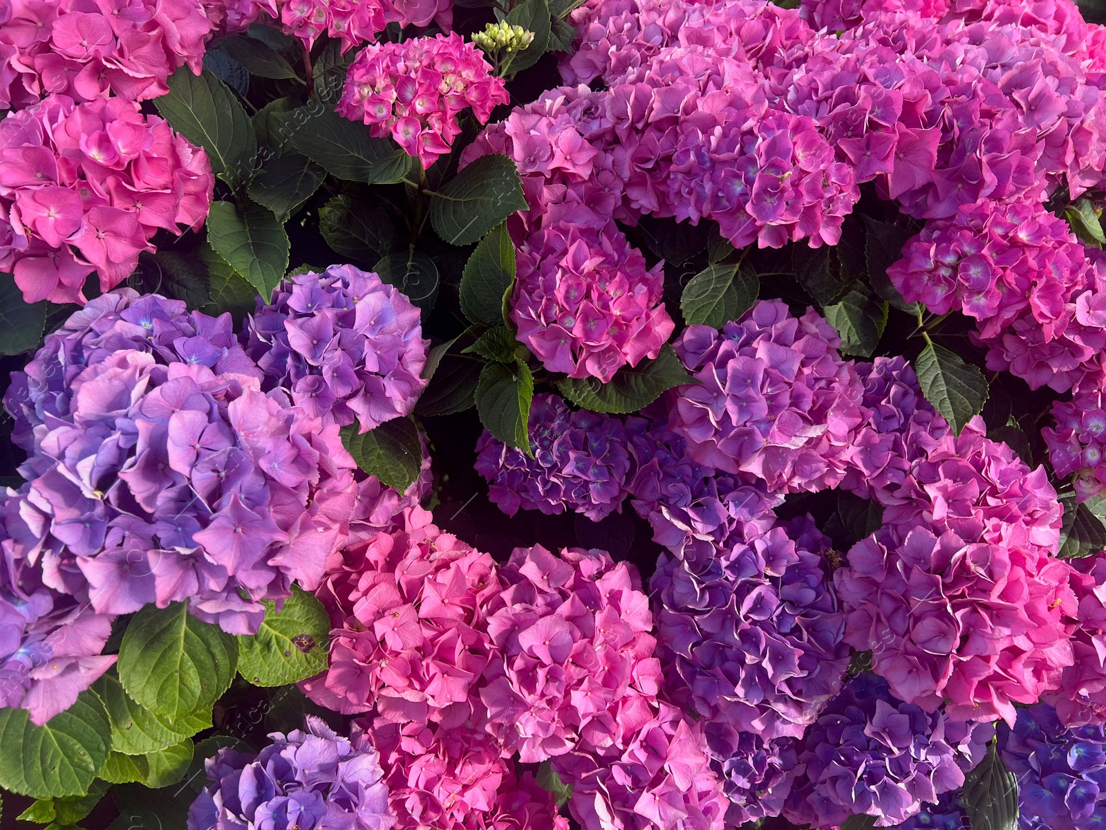 Photo of Bush with beautiful hydrangea flowers blooming outdoors, closeup